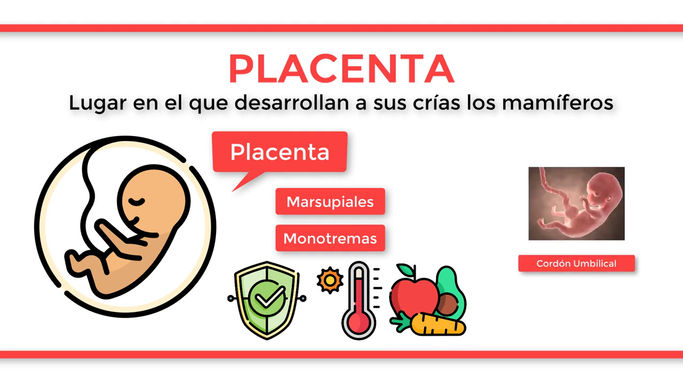 ¿Qué es la PLACENTA_